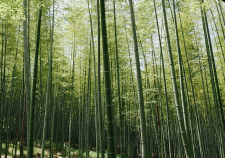 Bamboo Tabletops - Do They Hold Up?