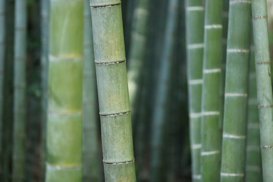 Is Bamboo really more sustainable?