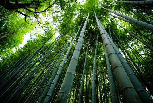 The Benefits of Building with Bamboo